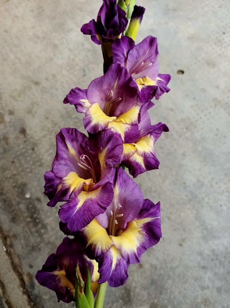 Img.2022.08.01 - Grădina mea de la țară