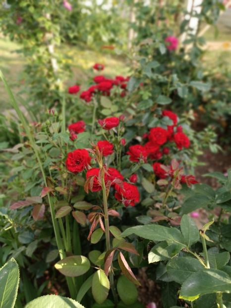 Img.2022.08.01 - Grădina mea de la țară