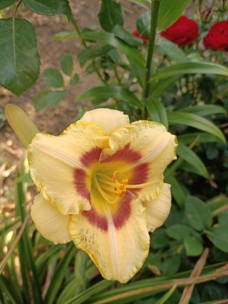 Img.2022.08.01 - Grădina mea de la țară