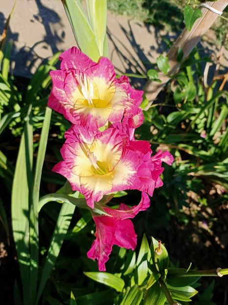 Img.2022.08.02 - Grădina mea de la țară