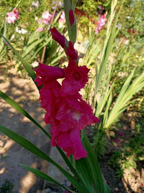 Img.2022.08.02 - Grădina mea de la țară