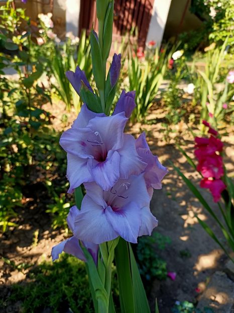 Img.2022.08.02 - Grădina mea de la țară