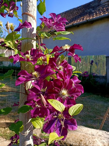 Img.2022.08.02 - Grădina mea de la țară