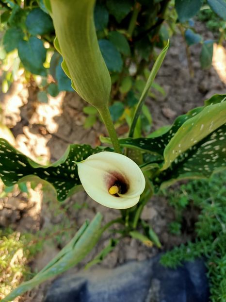 Img.2022.08.02 - Grădina mea de la țară