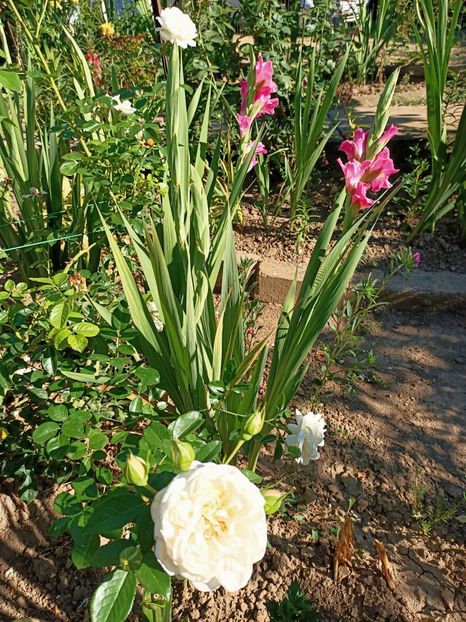 Img.2022.08.02 - Grădina mea de la țară