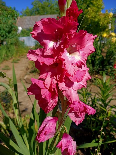 Img.2022.08.02 - Grădina mea de la țară