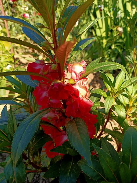 Img.2022.08.02 - Grădina mea de la țară