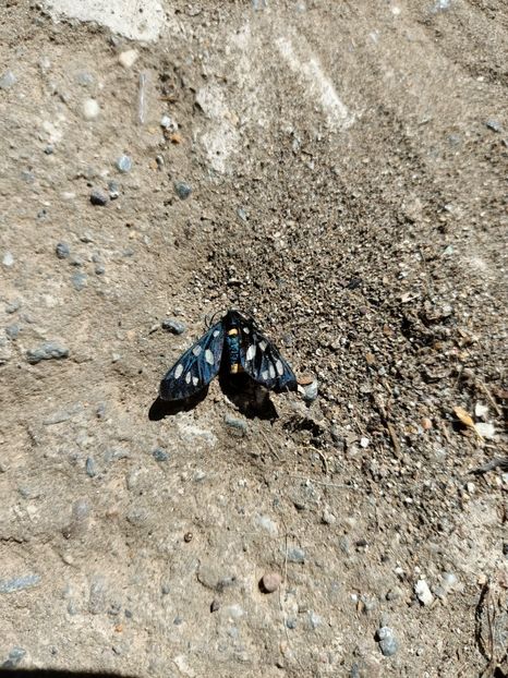 Img.2022.08.03 - Grădina mea de la țară