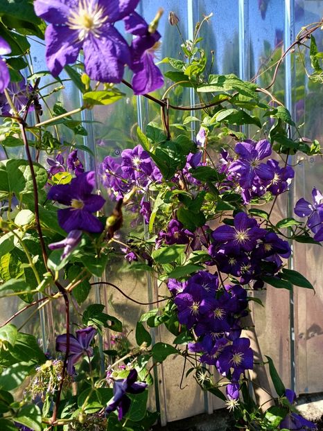 Img.2022.08.06 - Grădina mea de la țară