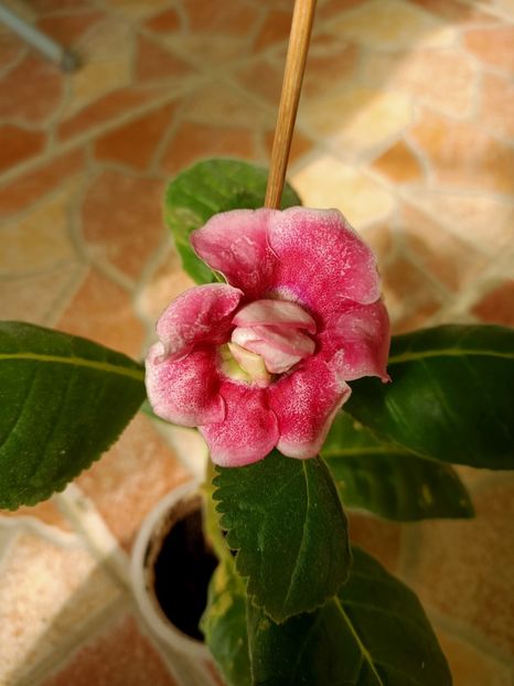 Img.2022.08.09 - Grădina mea de la țară