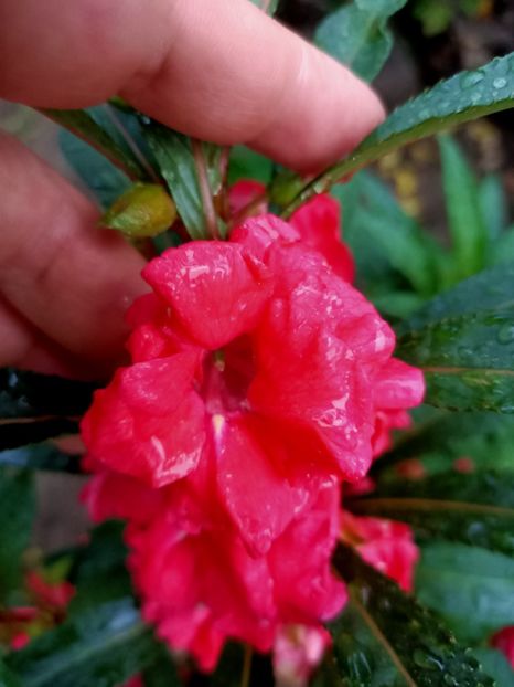 Img.2022.08.09 - Grădina mea de la țară