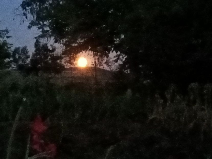 Img.2022.08.11 - Grădina mea de la țară