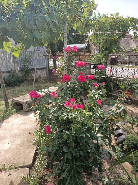 Img.2022.08.15 - Grădina mea de la țară
