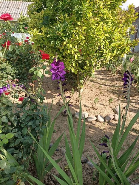 Img.2022.08.15 - Grădina mea de la țară