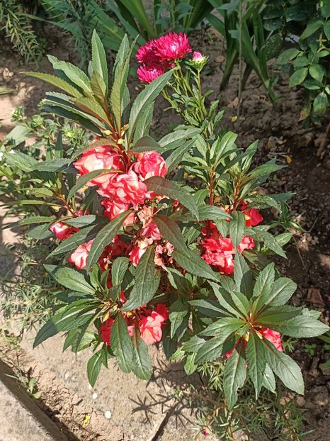 Img.2022.08.15 - Grădina mea de la țară