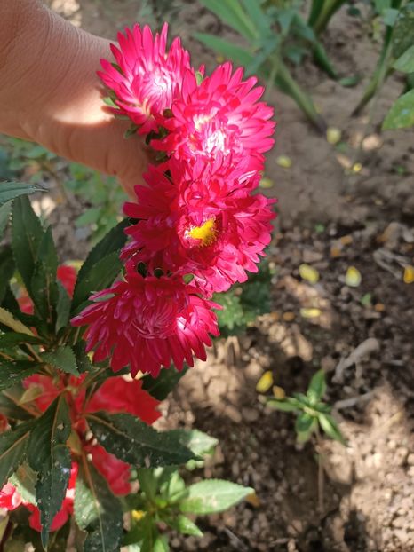 Img.2022.08.15 - Grădina mea de la țară