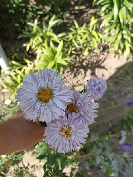 Img.2022.08.15 - Grădina mea de la țară