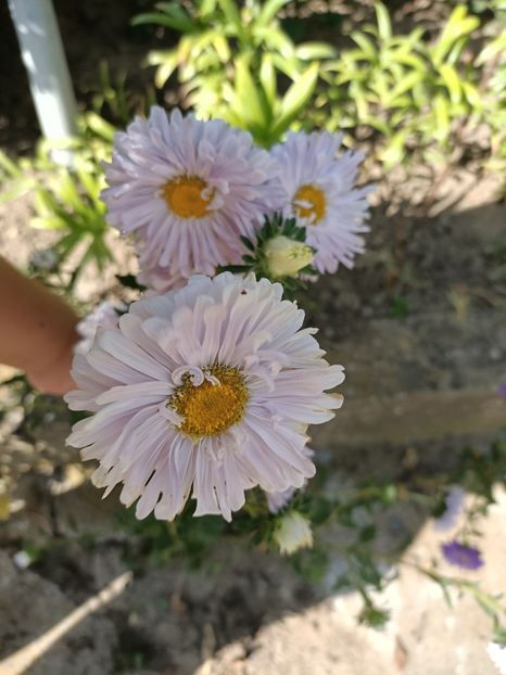 Img.2022.08.15 - Grădina mea de la țară