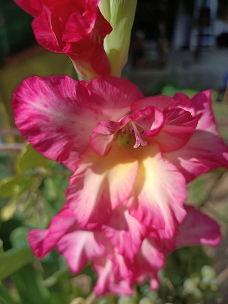 Img.2022.08.15 - Grădina mea de la țară