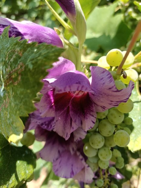 Img.2022.08.15 - Grădina mea de la țară