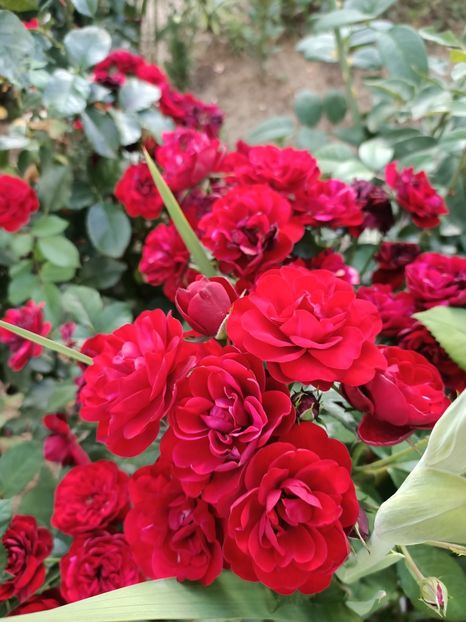 Img.2022.08.15 - Grădina mea de la țară