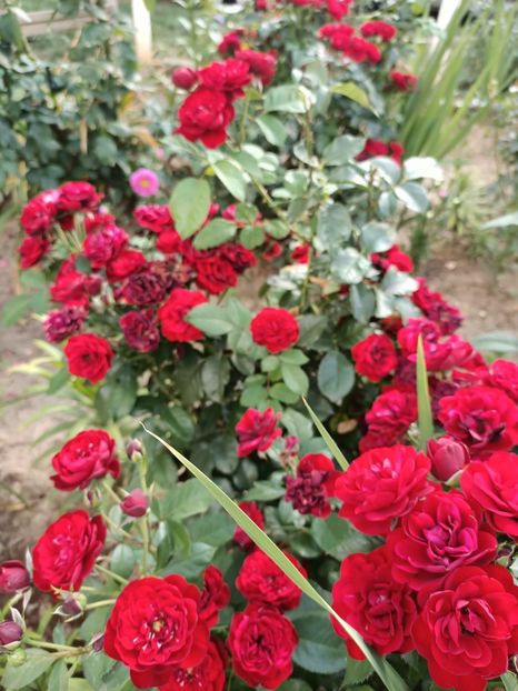 Img.2022.08.15 - Grădina mea de la țară