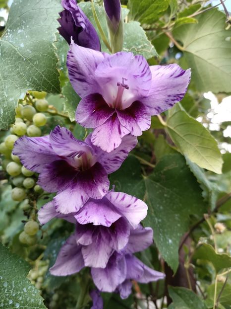 Img.2022.08.15 - Grădina mea de la țară