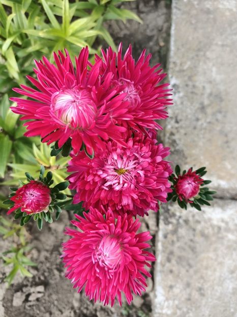 Img.2022.08.15 - Grădina mea de la țară