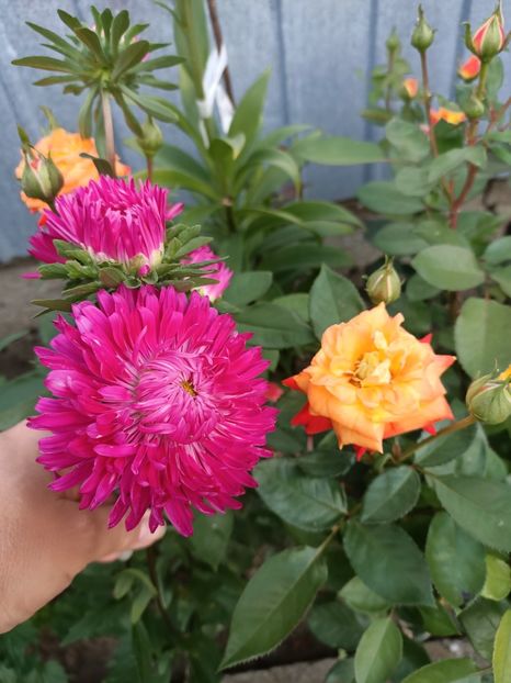 Img.2022.08.15 - Grădina mea de la țară