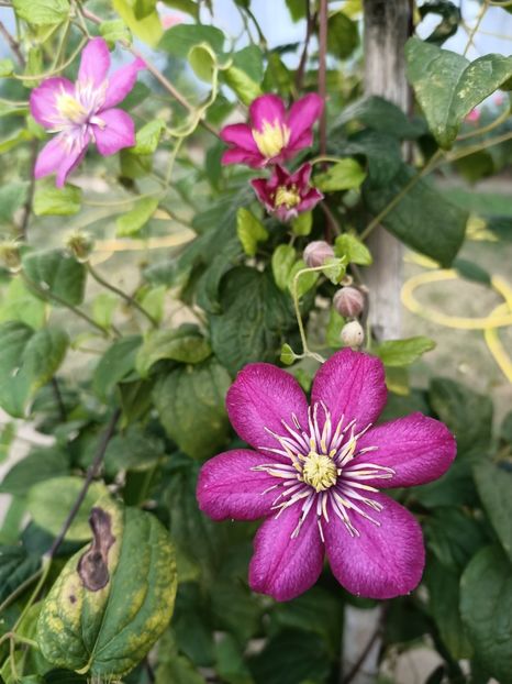 Img.2022.08.15 - Grădina mea de la țară