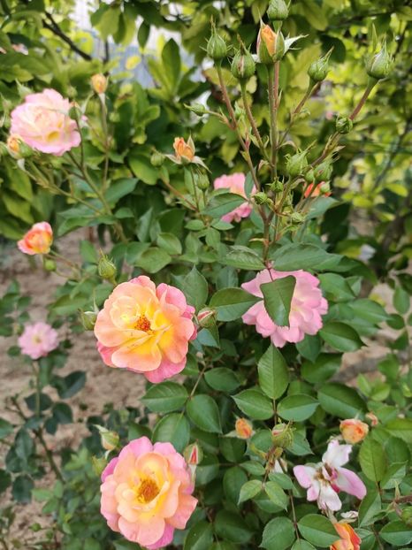 Img.2022.08.15 - Grădina mea de la țară