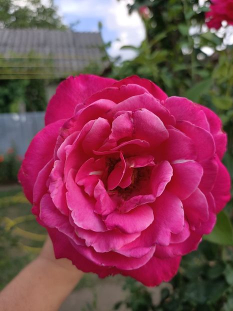 Img.2022.08.15 - Grădina mea de la țară