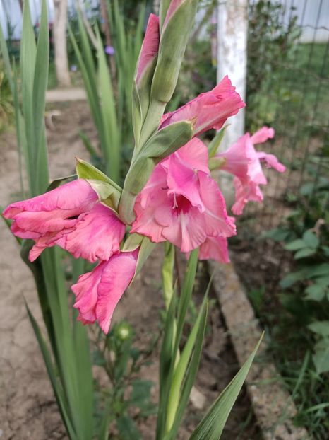 Img.2022.08.15 - Grădina mea de la țară