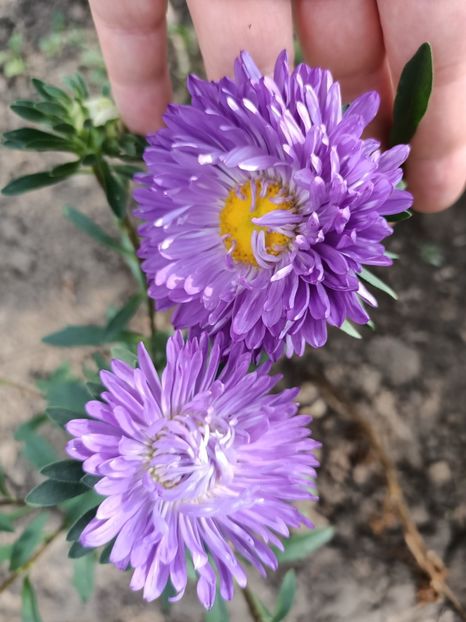 Img.2022.08.15 - Grădina mea de la țară