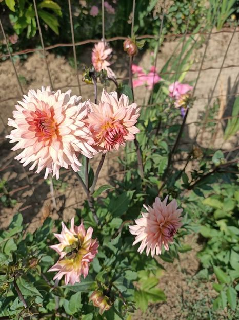 Img.2022.08.15 - Grădina mea de la țară