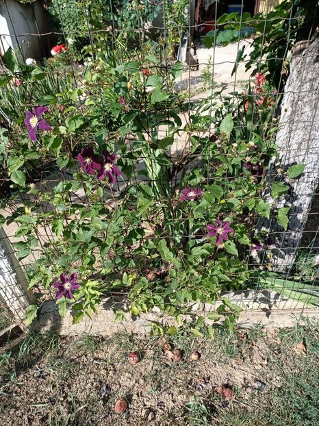 Img.2022.08.15 - Grădina mea de la țară