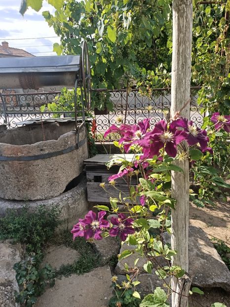 Img.2022.08.15 - Grădina mea de la țară