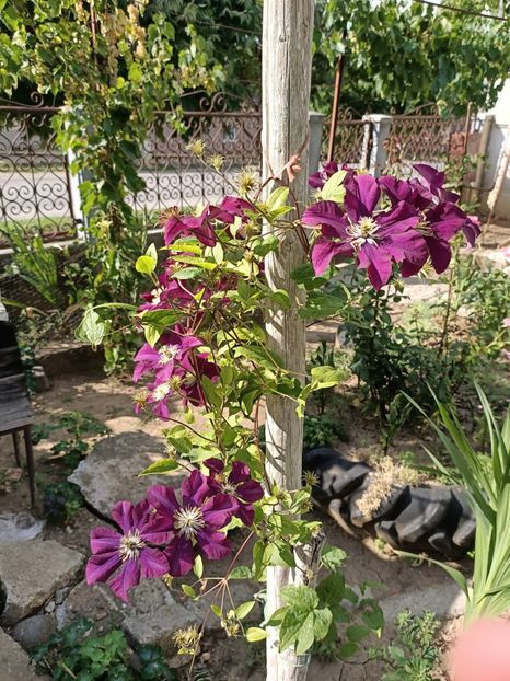 Img.2022.08.15 - Grădina mea de la țară