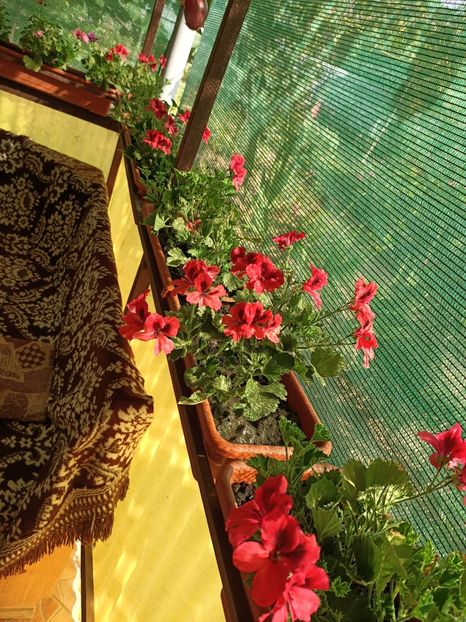 Img.2022.08.15 - Grădina mea de la țară