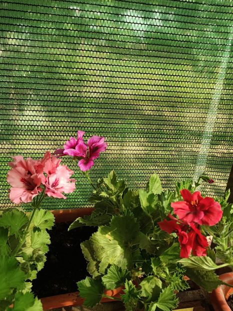 Img.2022.08.15 - Grădina mea de la țară