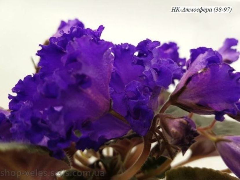 НК-Атмосфера - DORINTE