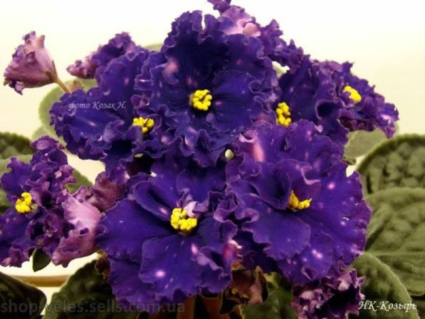 НК-Козир - DORINTE