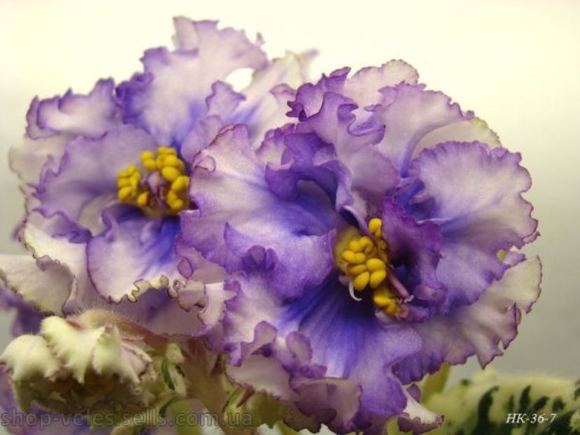 НК-Стихія Води - DORINTE