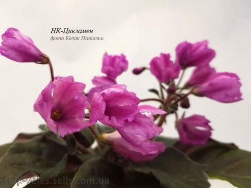 НК-Цикламен - DORINTE