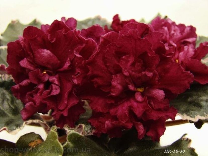 НК-Королева Сердець - DORINTE