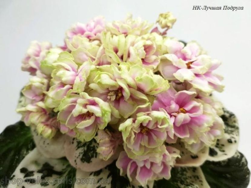 НК-Найкраща Подруга - DORINTE