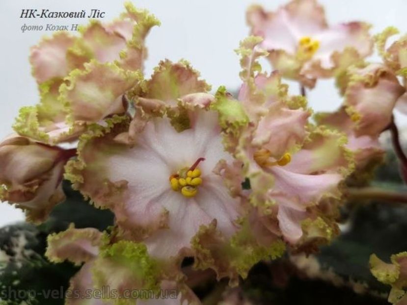 НК-Казковий Лiс - DORINTE