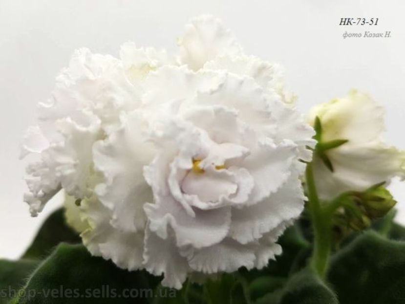 НК-Пароль Любовi - DORINTE