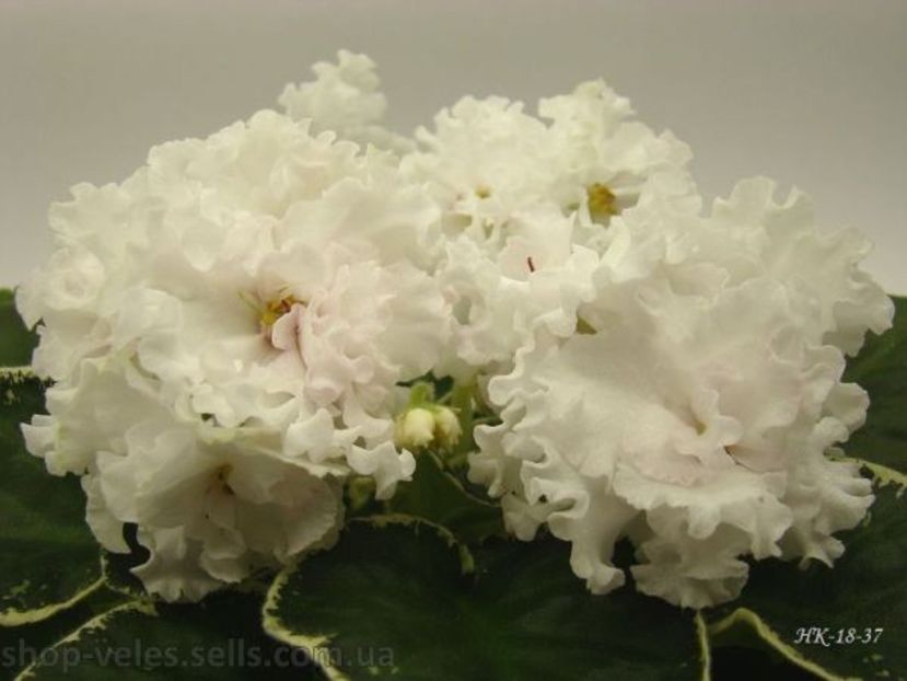 НК-Камелот - DORINTE