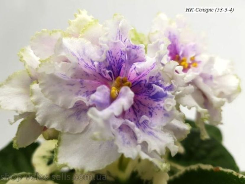 НК-Солярiс - DORINTE